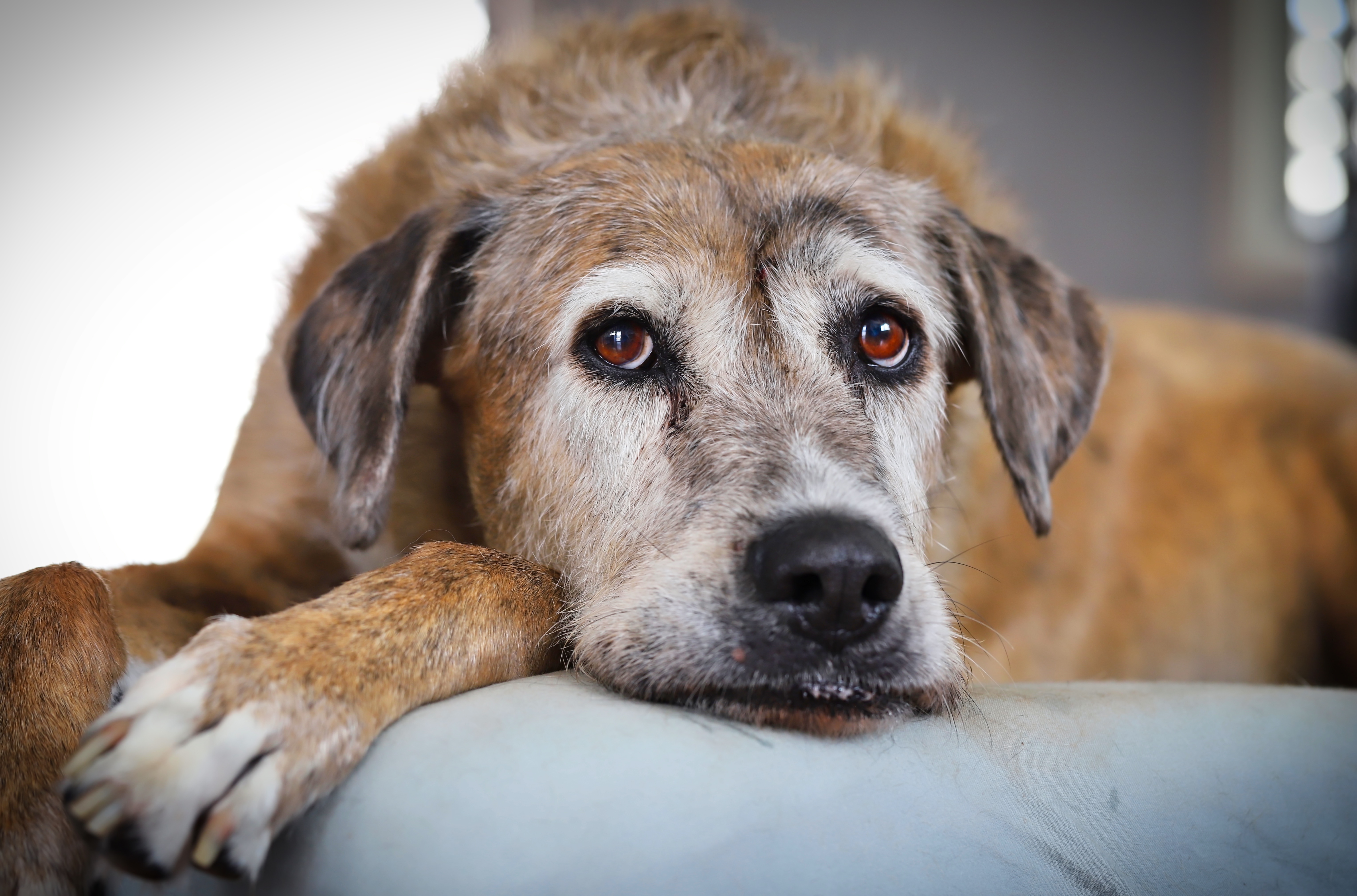 Senior dog enjoying healthy golden years